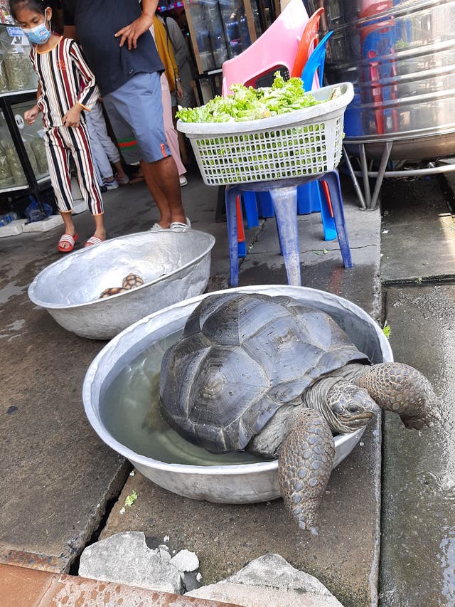 <p>Seychelle giant land tortoise at an animal market in Bangkok </p>